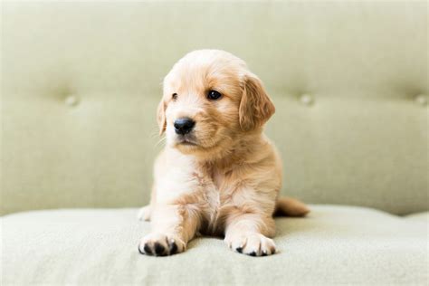 50 Cutest Dog Breeds as Puppies | Reader's Digest