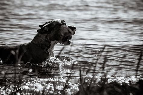 Dog Running through Water Playing Fetch Stock Photo - Image of time ...