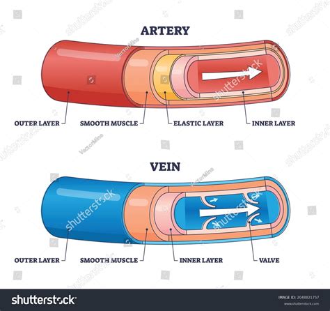 9 Artery Vs Vein Structure Diagram Images, Stock Photos & Vectors ...