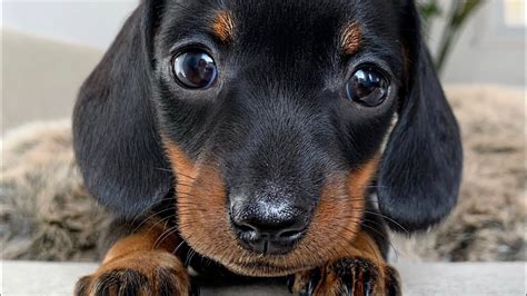 Playful dachshund puppies. - YouTube