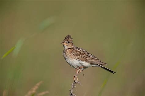 Skylark | Bird Spot