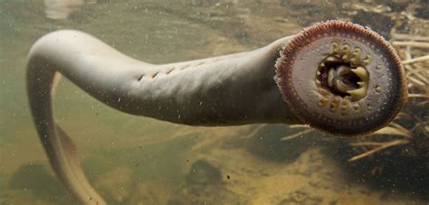 50 Scary Lamprey Facts About Vampires Of The Sea - Facts.net