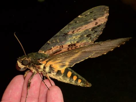 Hawk Moth, Neococytius cluentius, Sphingidae | Andreas Kay | Flickr