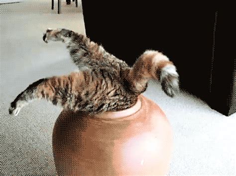 Fat Cat In A Pot GIFs on Giphy