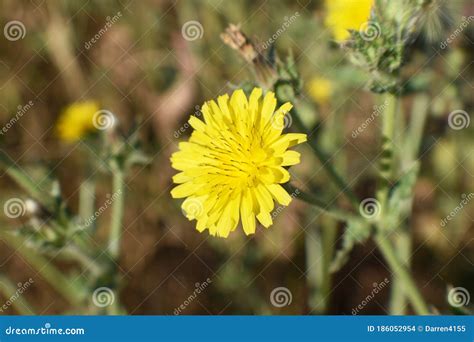 Dandelion Flower Weed Close Up for Plant Identification Stock Photo ...