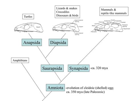 PPT - Anapsida PowerPoint Presentation, free download - ID:5417753