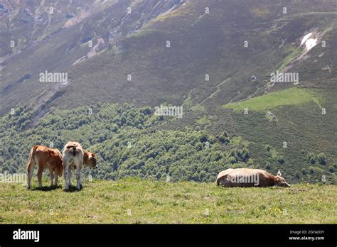 beautiful cows eating green grass feeding to give milk and meat Stock ...