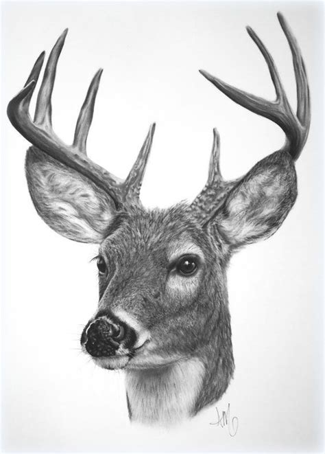 draw a realistic deer - Google Search | Deer art, Deer drawing, Deer ...