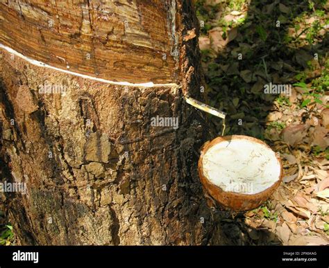 Rubber plantation, rubber production, rubber harvesting Stock Photo - Alamy