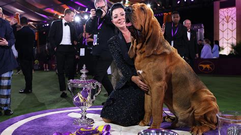 Westminster Kennel Club Dog Show Archives - OnMyWay