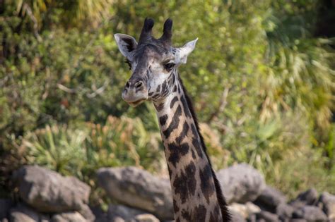 Giraffe Feeding Experience | Brevard Zoo