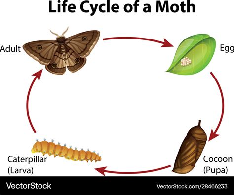 Diagram showing life cycle moth Royalty Free Vector Image