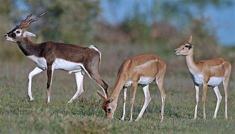 Animals of the Thar Desert | Sciencing