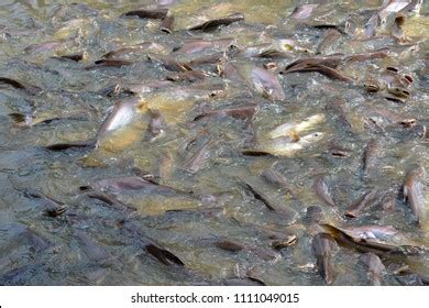 Mekong Giant Catfish Large Critically Endangered Stock Photo 1111049015 ...