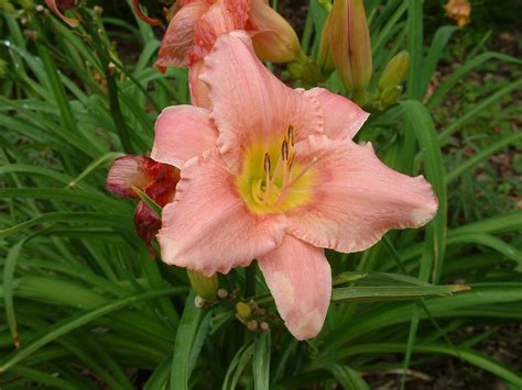 Hemerocallis hybrids