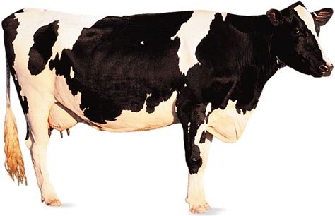 Holstein-Friesian | Dairy Cattle, Milk Production & Breeding | Britannica