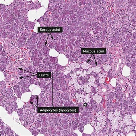 Parotid Salivary Gland Histology Slide Histologyslide | The Best Porn ...