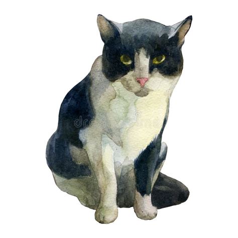 Watercolor Illustration. Sitting Cat Stock Illustration - Illustration ...