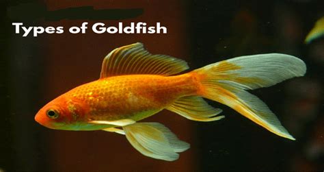 All you need to know about Goldfish Breeds - Creature Companion