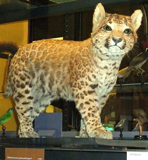 ShukerNature: PUMAPARDS AND LEPUMAS – UNUSUAL FELINE HYBRIDS OF HAGENBECK