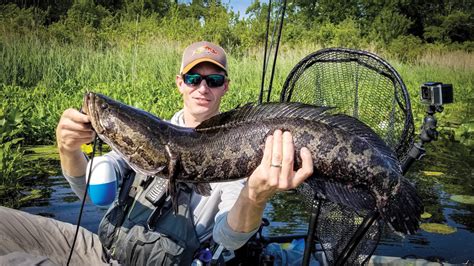 Destination Snakehead: Fishing for Snakeheads in Maryland | FishTalk ...