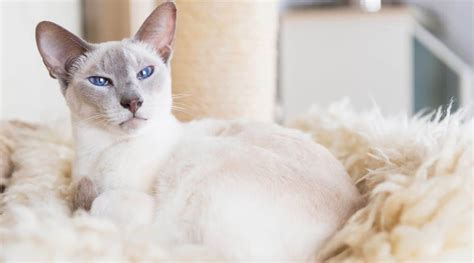 Lilac Point Siamese Cat Breed Overview: Traits, Care & More