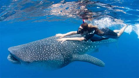 Tiburón Ballena Holbox – Una experiencia increíble - Info Quintana Roo