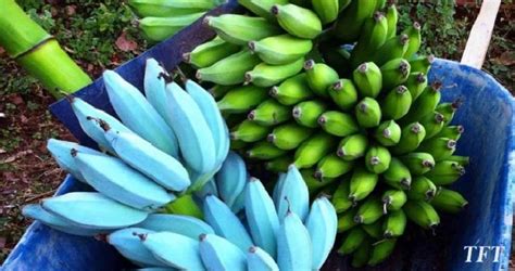 Blue Java Banana, The Smooth Banana That Tastes Like Vanilla Ice Cream ...