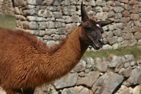 What Are The Predators Of Llamas? – Worldwide Nature