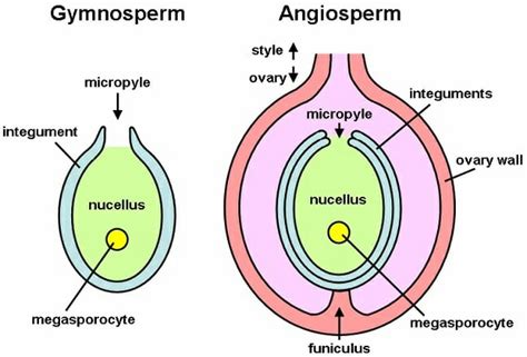 Ovule - Definition, Types, Components and Function | Biology Dictionary