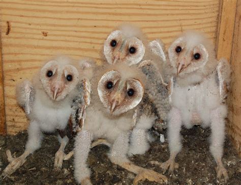 PsBattle: these baby barn owls : r/photoshopbattles