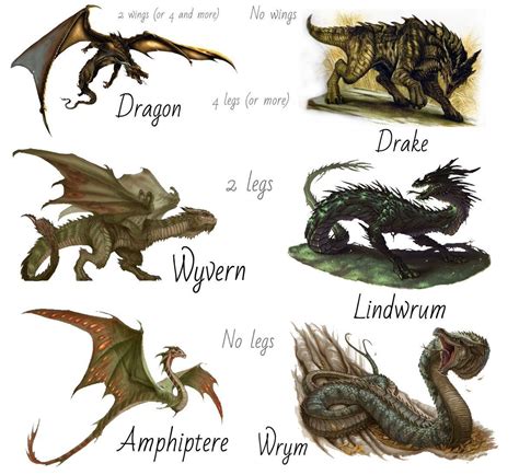 Dragon Wyvern Wrym Lindwrum Drake Amphiptere | Types of dragons, Dragon ...