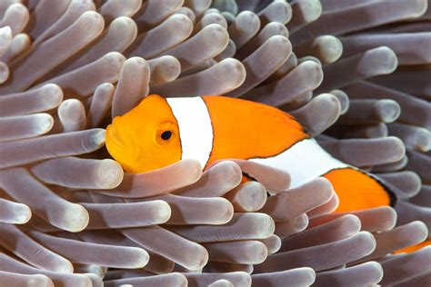 Clownfish & Anemones- A match made in heaven. – www.coralreeftn.com