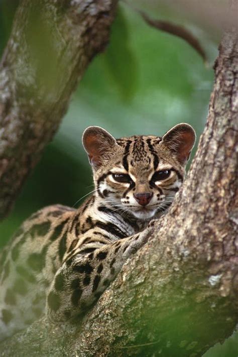 17+ best images about *** OCELOT + MARGAY *** on Pinterest | Terry o ...