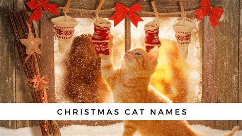 130+ Winter and Christmas Cat Names