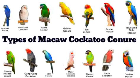 Types of Macaw Cockatoo Conure - YouTube