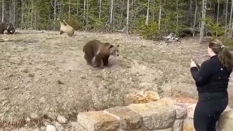 Pandas Playing in Snow is Adorable - Videos from The Weather Channel ...