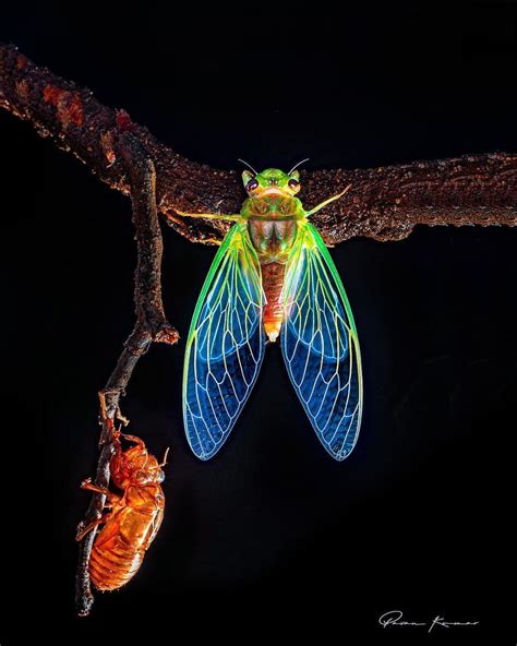 Incredible Photos Of An Indian Who Presents Insects In A Unique Way ...