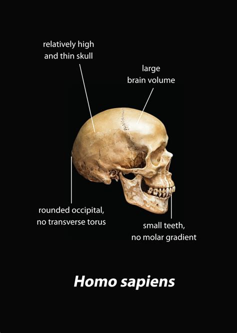 Homo Sapiens Skull Characteristics