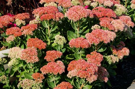 Autumn Joy Stonecrop Flowers: Sedum Plants for Fall