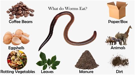 What Do Fan Worms Eat - mdcrftghjfg4