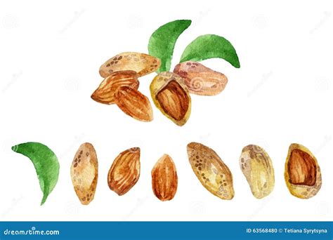 Watercolor Almond Stock Illustration - Image: 63568480