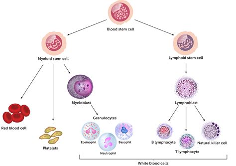 Components of the Immune System