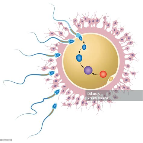 Ovum Fertilization Stock Illustration - Download Image Now - iStock