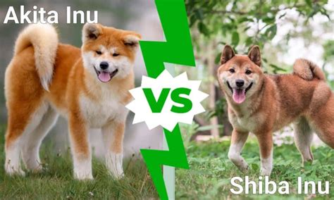 Akita Inu vs Shiba Inu: What Are The Differences? - A-Z Animals