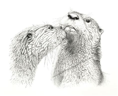 River Otters Pen and Ink Drawing Print Signed by Artist