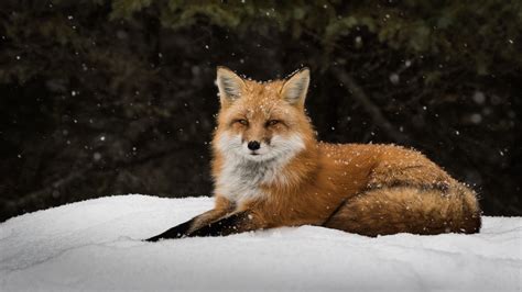 Winter Wonderland: A Fox in 4K Ultra HD Snowfall