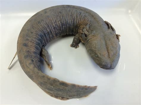 Mudpuppy (Necturus maculosus) - Amphibians and Reptiles of South Dakota