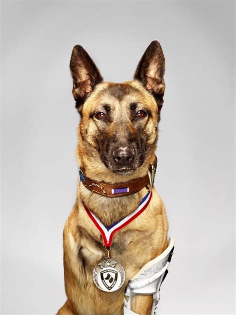 Meet 2016 Military Hero Dog "Layka"! - American Humane - American Humane