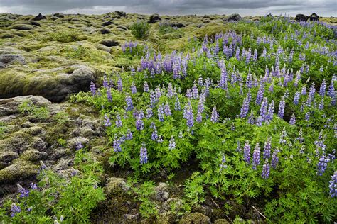 15 Unique Types of Tundra Plants